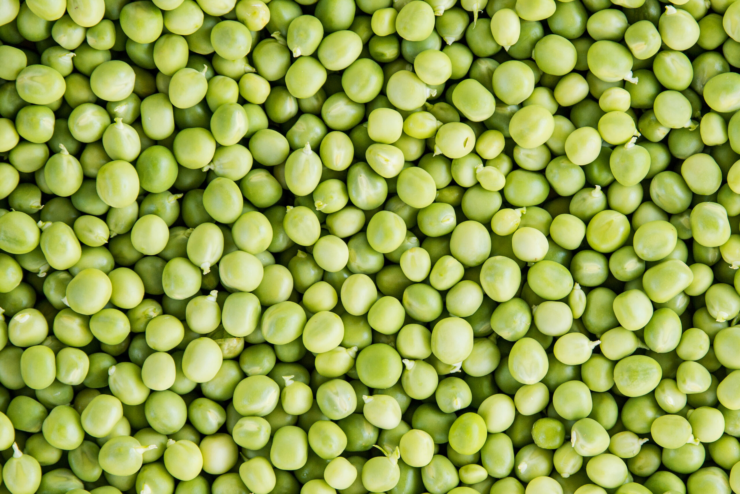 Erbsen – Enthalten fast alle lebenswichtigen Proteine