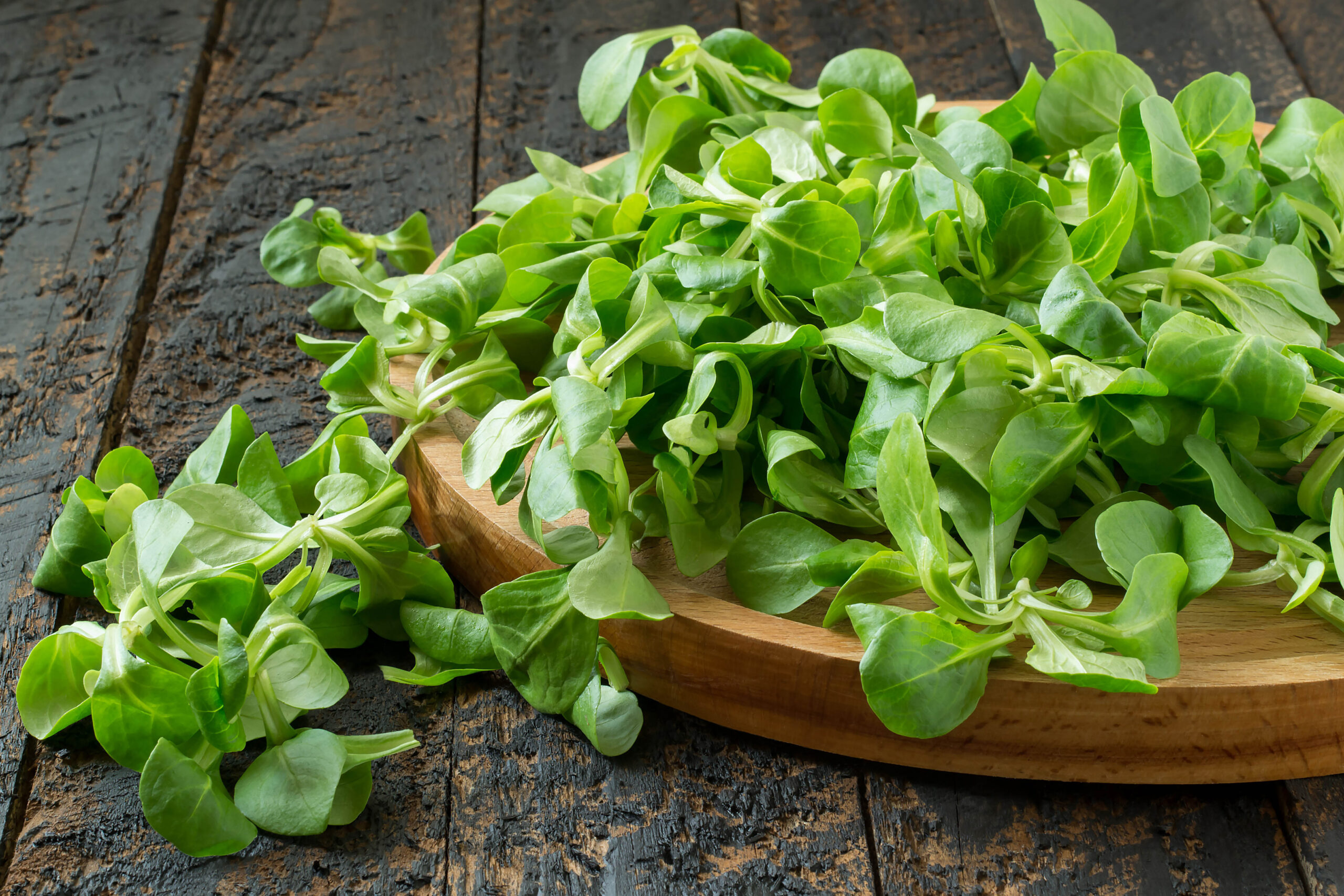 Feldsalat – Die Nummer 1 unter den Eisenlieferanten
