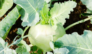 Wusstest du das Kohlrabiblätter doppelt so viel Vitamin C haben