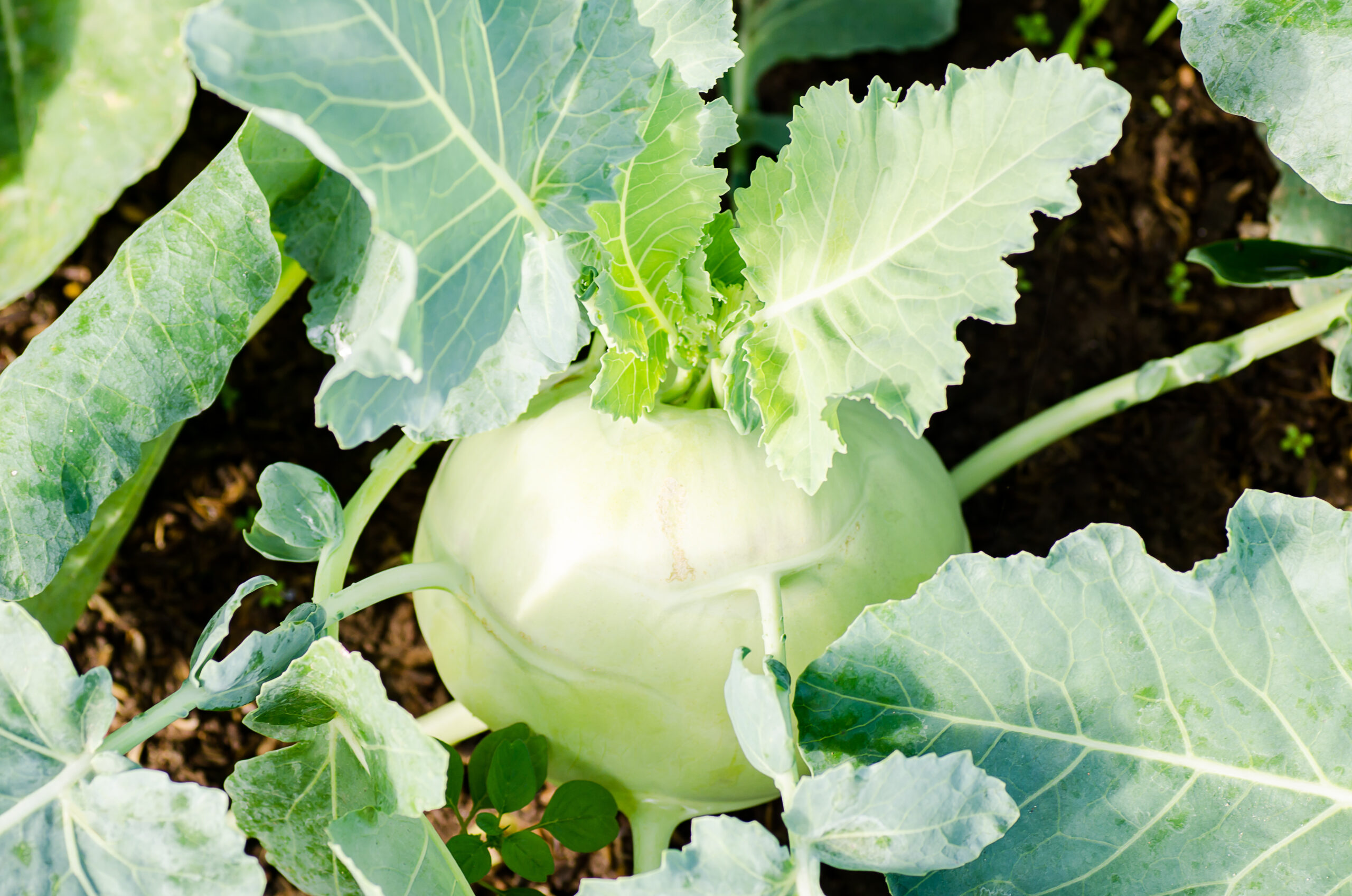 Wusstest du das Kohlrabiblätter doppelt so viel Vitamin C haben