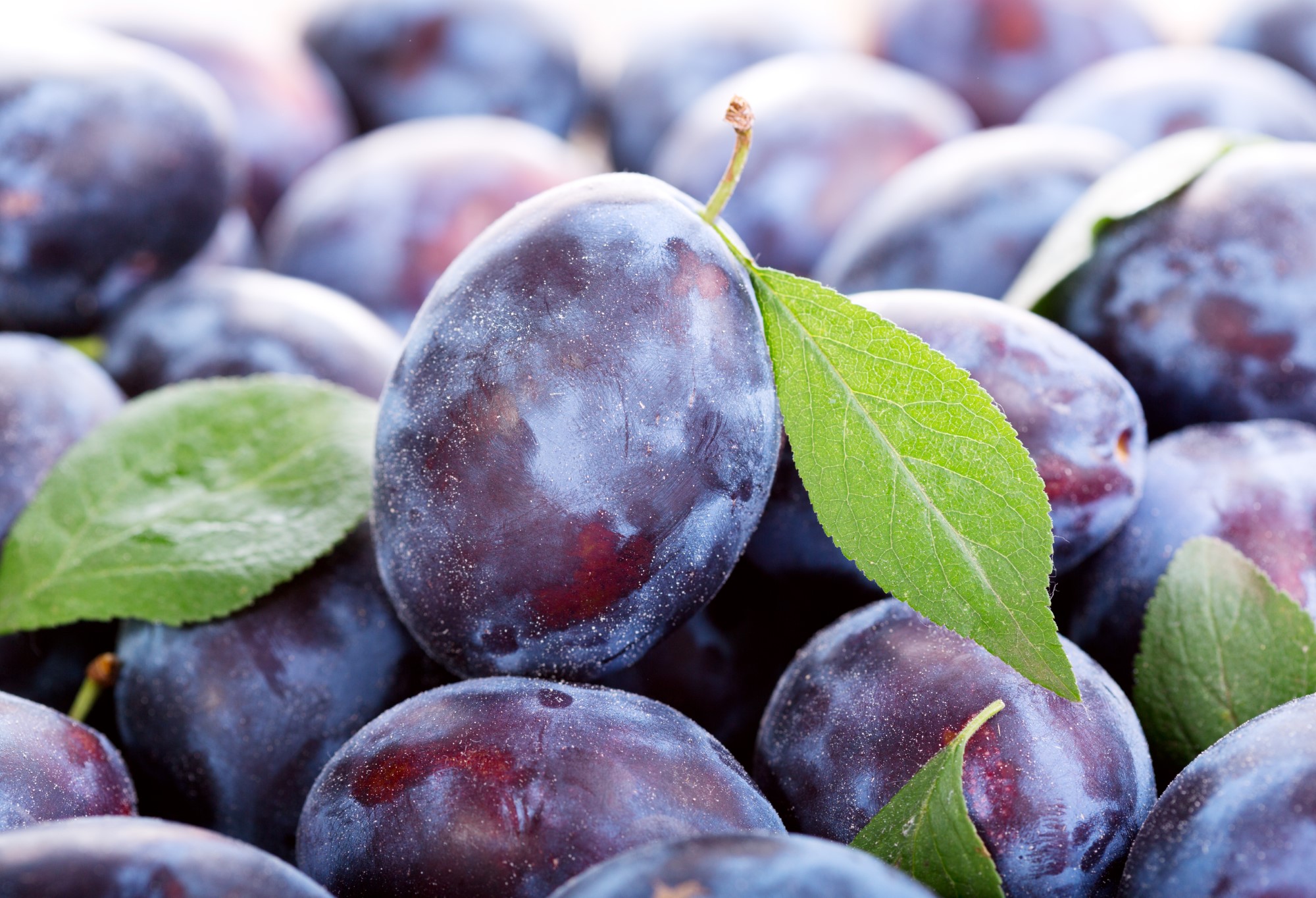 Pflaume – Beauty Food und Gesundheitselixier dank Anthocyanen